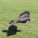 hawk in flight